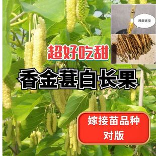 台湾四季长果白长果香金甚桑葚树苗嫁接果苗果树南北方种植盆栽大