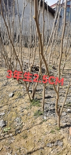 桑葚树苗四季果桑苗无籽大十台湾长果桑桑葚苗桑果苗占地桑树苗