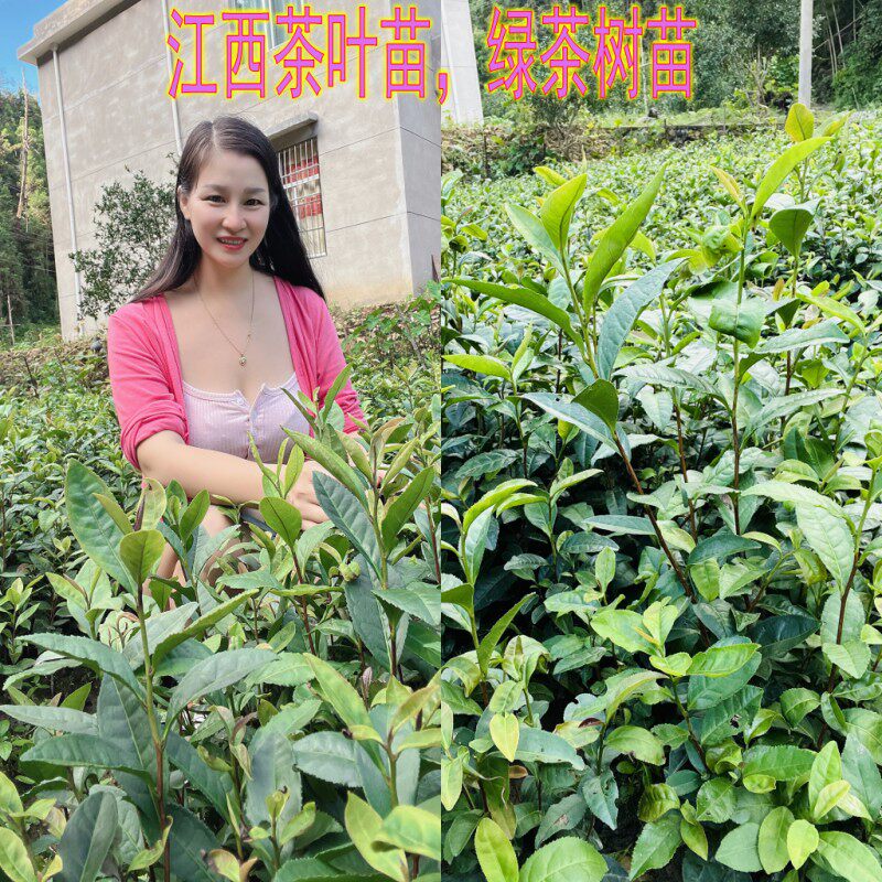 大苗当年可采摘绿茶茶叶苗根系多