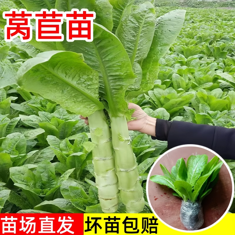 蔬菜苗莴笋苗芹菜花菜西兰花秧苗