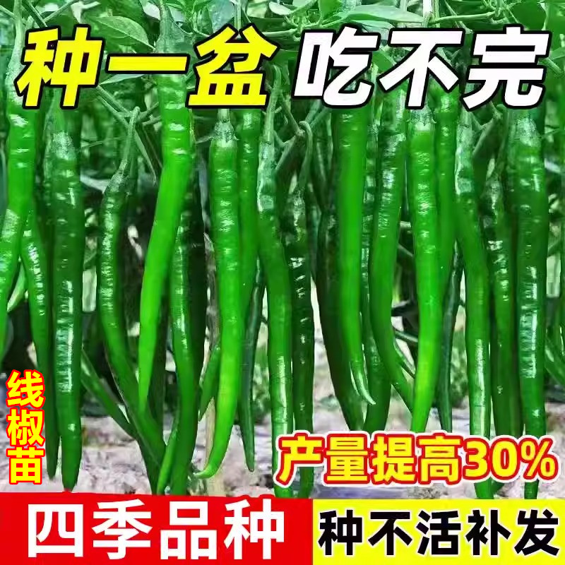 杭椒种籽辣椒苗南方盆栽蔬菜苗秧