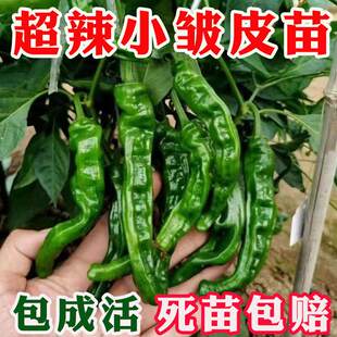 高产香辣小皱皮辣椒苗秧樟树港辣椒苗朝天椒小米椒薄皮椒秧苗带土