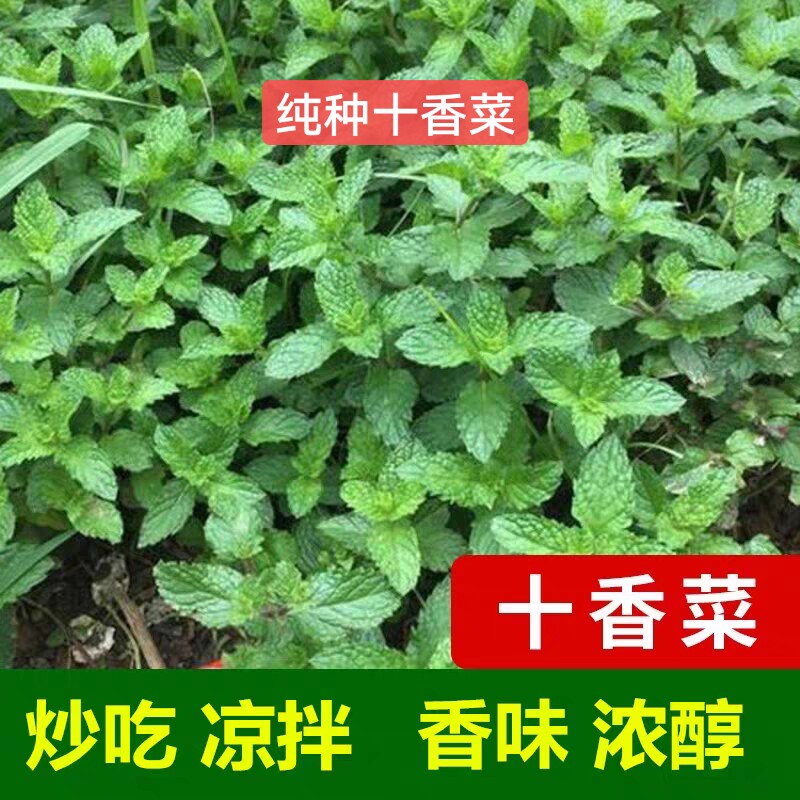 河南大叶十香菜苗新鲜五香叶菜藿香草植物