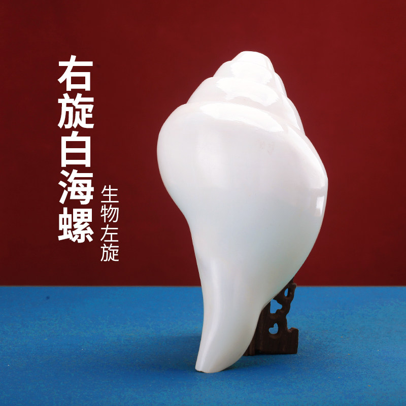 尼泊尔产白海螺右旋生物左旋摆件