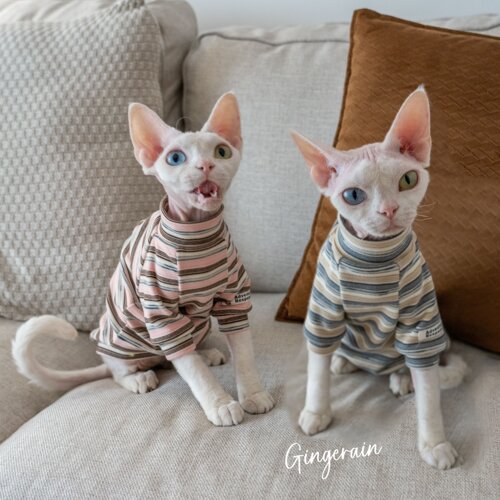 GINGERAIN 条纹打底衫无毛猫衣服德文柯尼斯东短插肩袖保暖卫衣