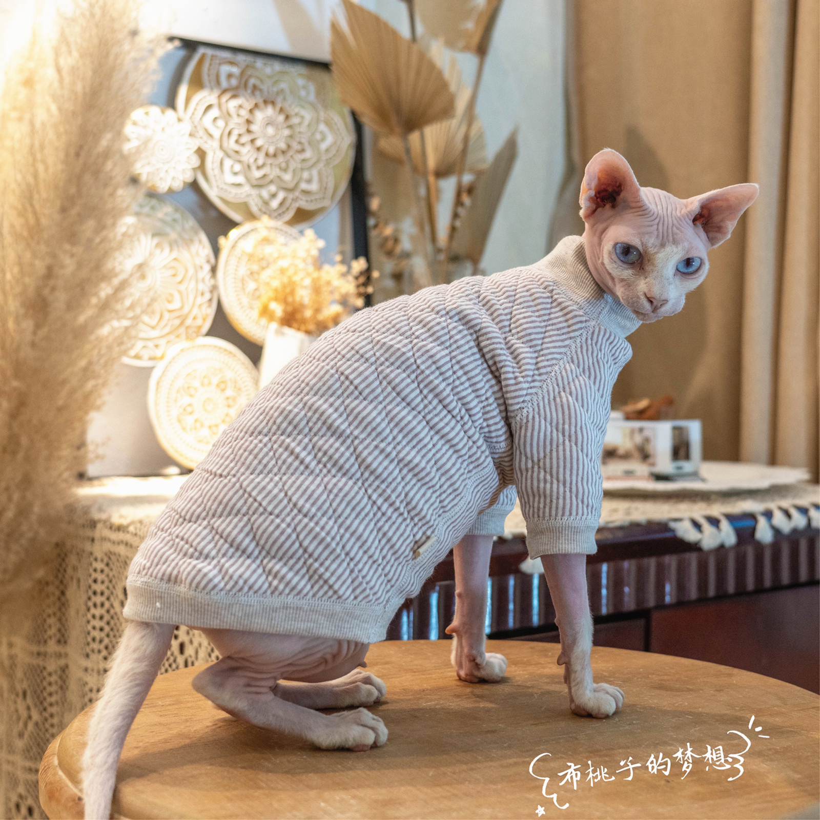 斯芬克斯夹棉保护敏感皮肤无毛猫