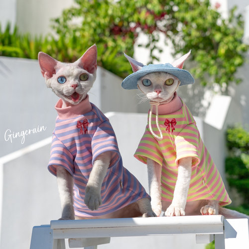 GINGERAIN 甜心少女感德文无毛猫蝴蝶结棉质打底衫T恤小卫衣