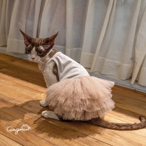 GINGERAIN 仙女裙德文猫衣服无毛猫蓬蓬蛋糕裙蕾丝吊带裙