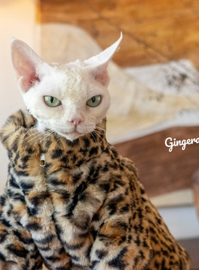GINGERAIN 仿兔毛豹纹无毛猫衣服短毛绒猫咪德文挡风皮草大衣暴帅