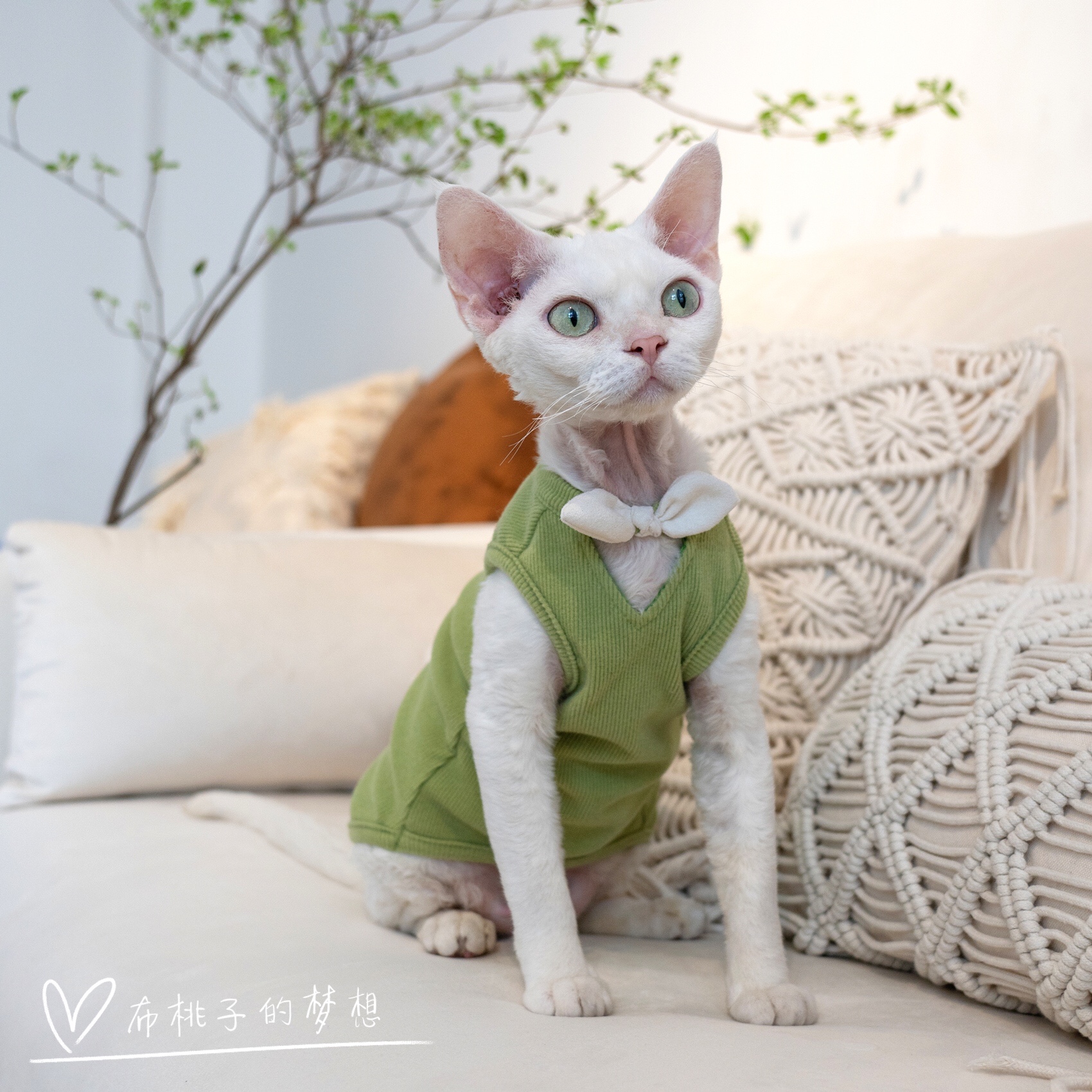 GINGERAIN德文猫衣服无毛猫纯棉坑条深V蝴蝶结初夏甜美背心-封面