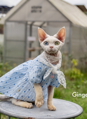 GINGERAIN 蕾丝仙女娃娃衫无毛猫德文猫衣服夏季透气衬衫连衣裙