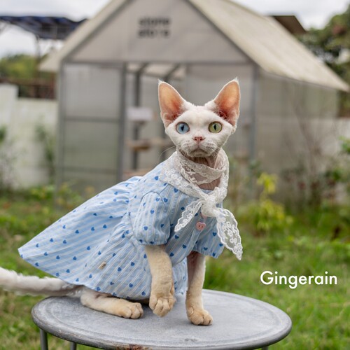 GINGERAIN 蕾丝仙女娃娃衫无毛猫德文猫衣服夏季透气衬衫连衣裙