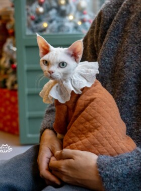 GINGERAIN 夹棉小外套系扣复古超实用德文猫衣服无毛猫保暖卫衣