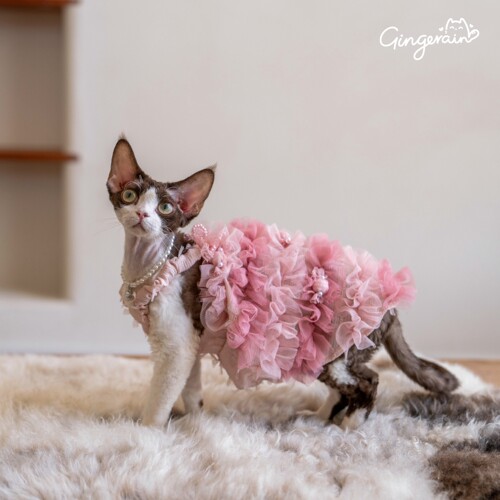 GINGERAIN 樱花泡芙德文猫斯芬克斯猫衣服软纱仙女裙吊带连衣裙