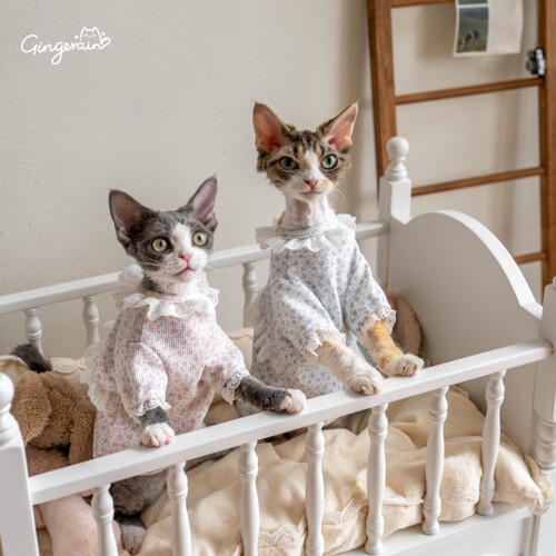 GINGERAIN 碎花打底衫小外套德文猫衣服无毛猫棉质印花蕾丝边卫衣