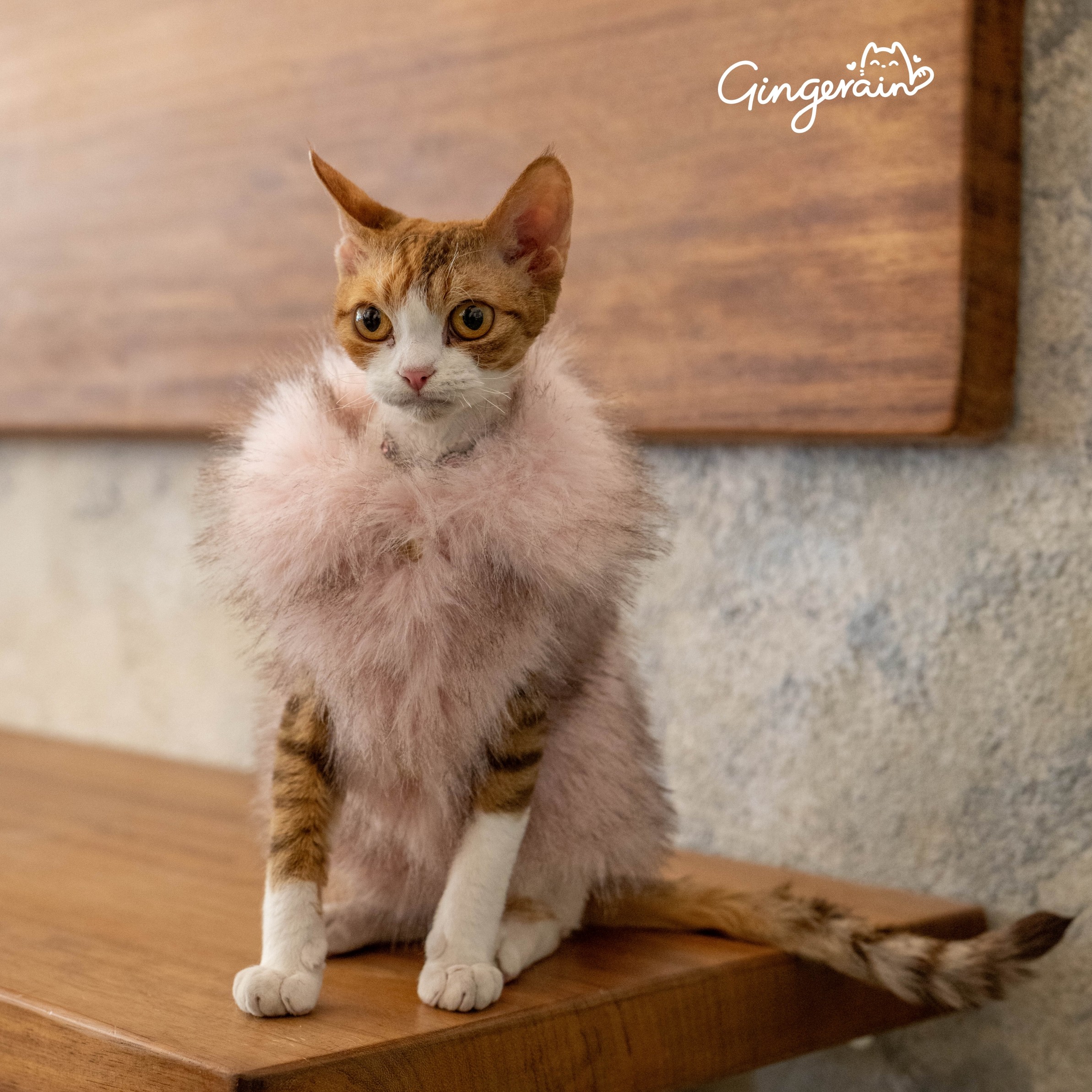 GINGERAIN 仿狐狸毛皮草德文猫无毛衣服保暖大衣外套大翻领马甲,宠物/宠物食品及用品,猫宠物服装/雨衣（新）,淘宝优惠券,粉丝福利购,淘宝优惠卷