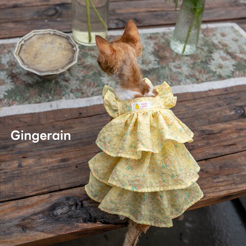 GINGERAIN 飞飞袖层层裙蛋糕裙德文猫衣服无毛猫棉质小碎花格子裙
