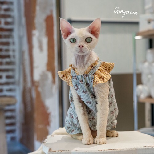 GINGERAIN 花蝴蝶衬衫德文衣服无毛猫棉质飞飞袖上衣娃娃衫背心
