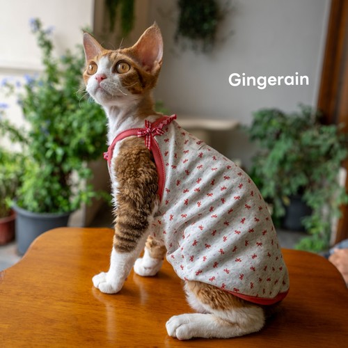 GINGERAIN 纯棉吊带德文猫衣服无毛猫高弹透气蝴蝶结可爱吊带