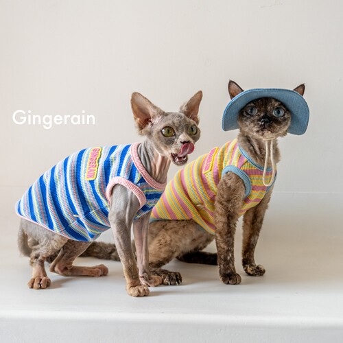 GINGERAIN 撞色华夫格德文猫衣服无毛猫条纹背心棉质T恤打底衫