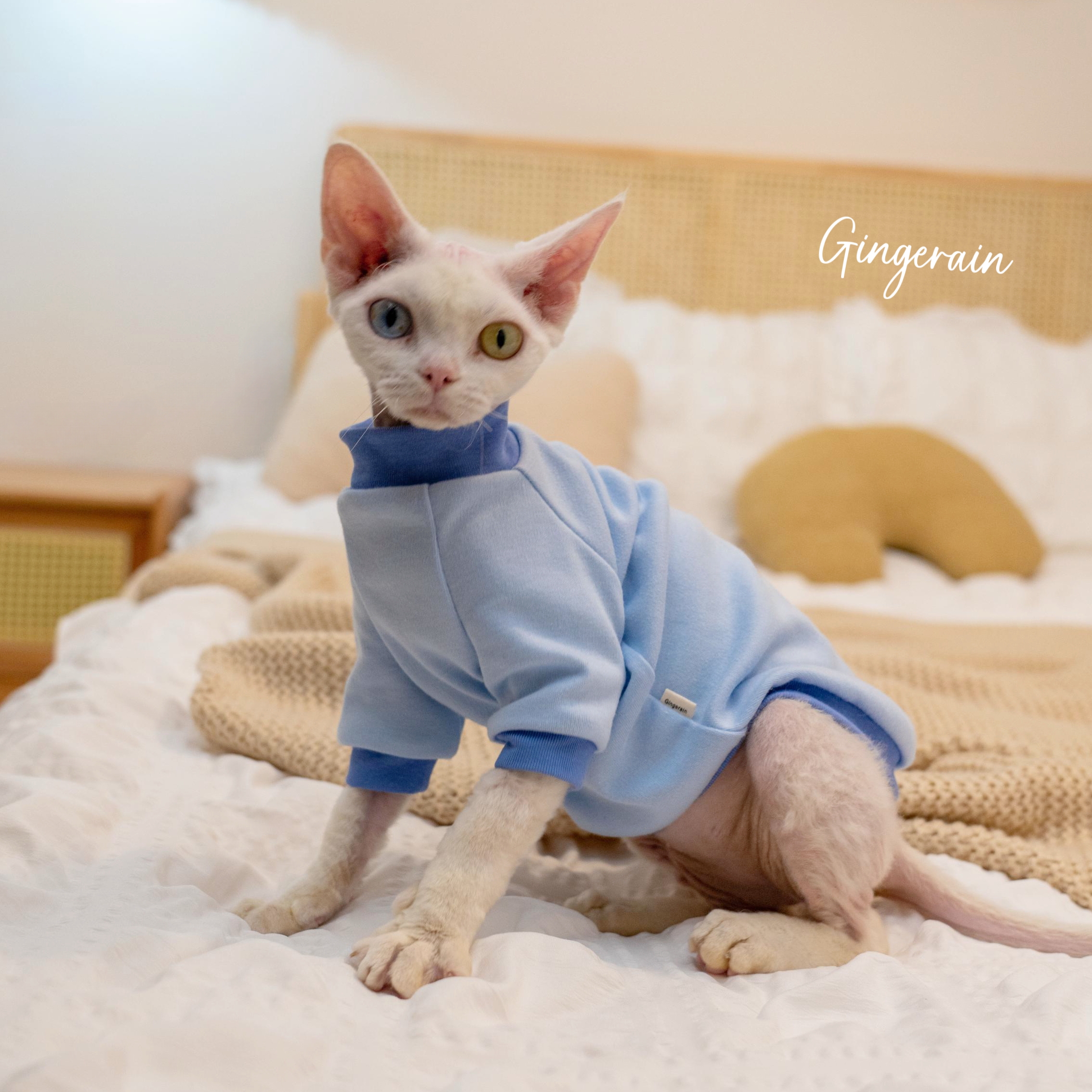 GINGERAIN面料超级好!夏季打底衫德文猫衣服无毛猫保暖撞色棉T恤