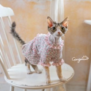 GINGERAIN 大家闺秀小外套德文猫衣服无毛猫棉质蕾丝珍珠韩系卫衣