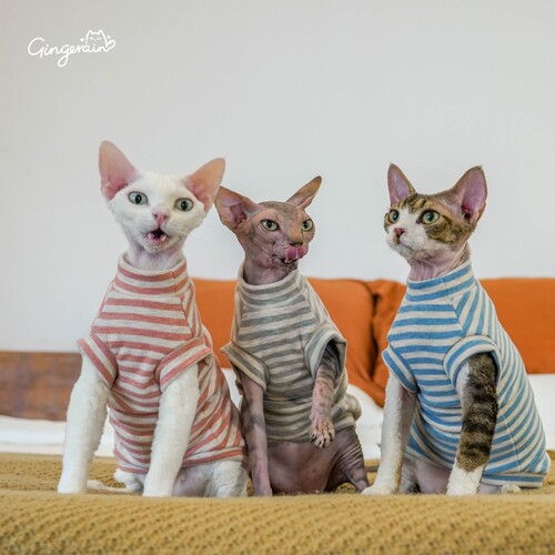 GINGERAIN德文猫发热绒背心