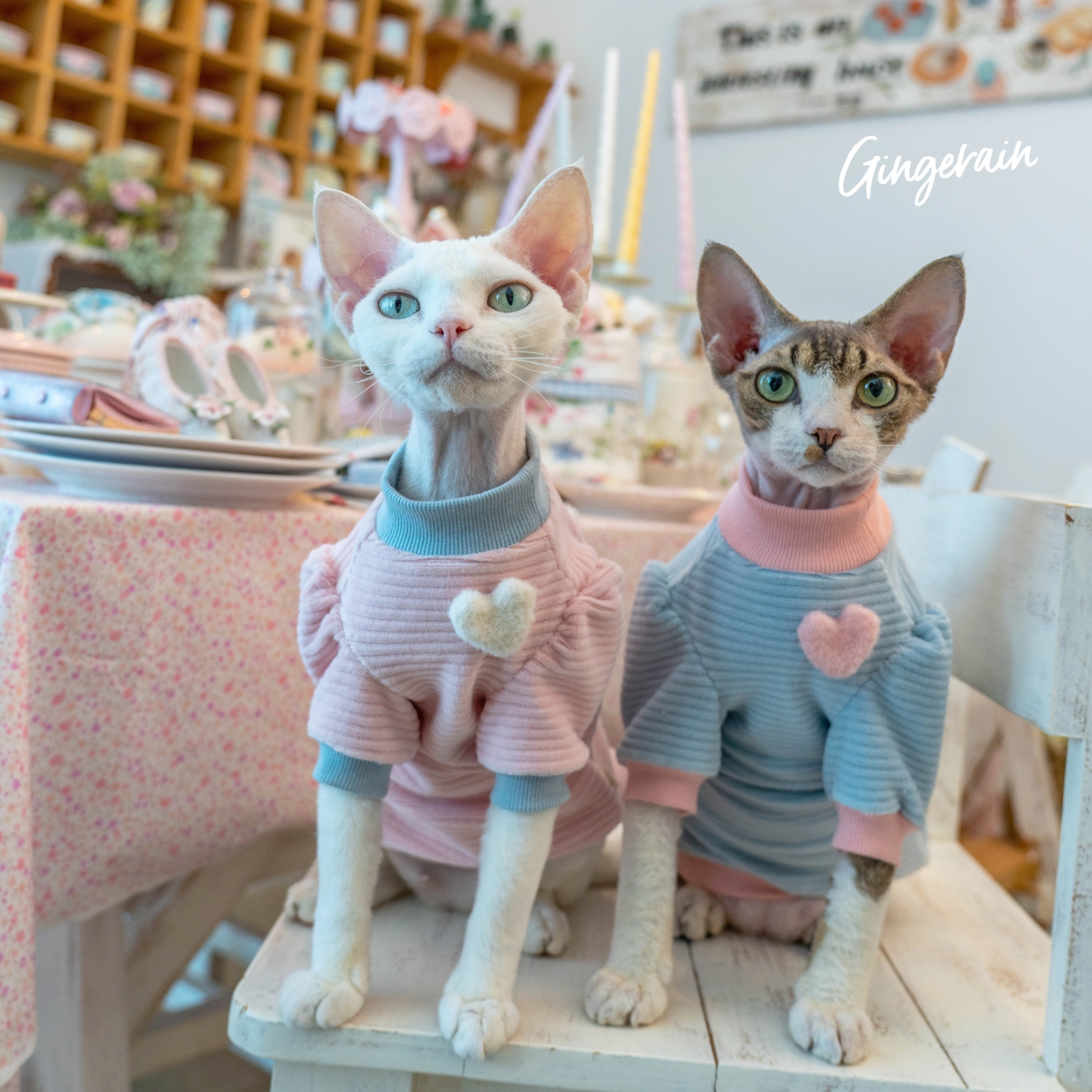 德文猫衣服棉卫衣GINGERAIN