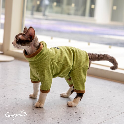 GINGERAIN 外出立裁四腿德文猫无毛猫衣服阳离子护肚高领卫衣
