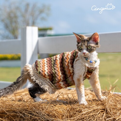GINGERAIN 波西米亚吊带裙流苏镂空德文猫衣服无毛猫度假风背心