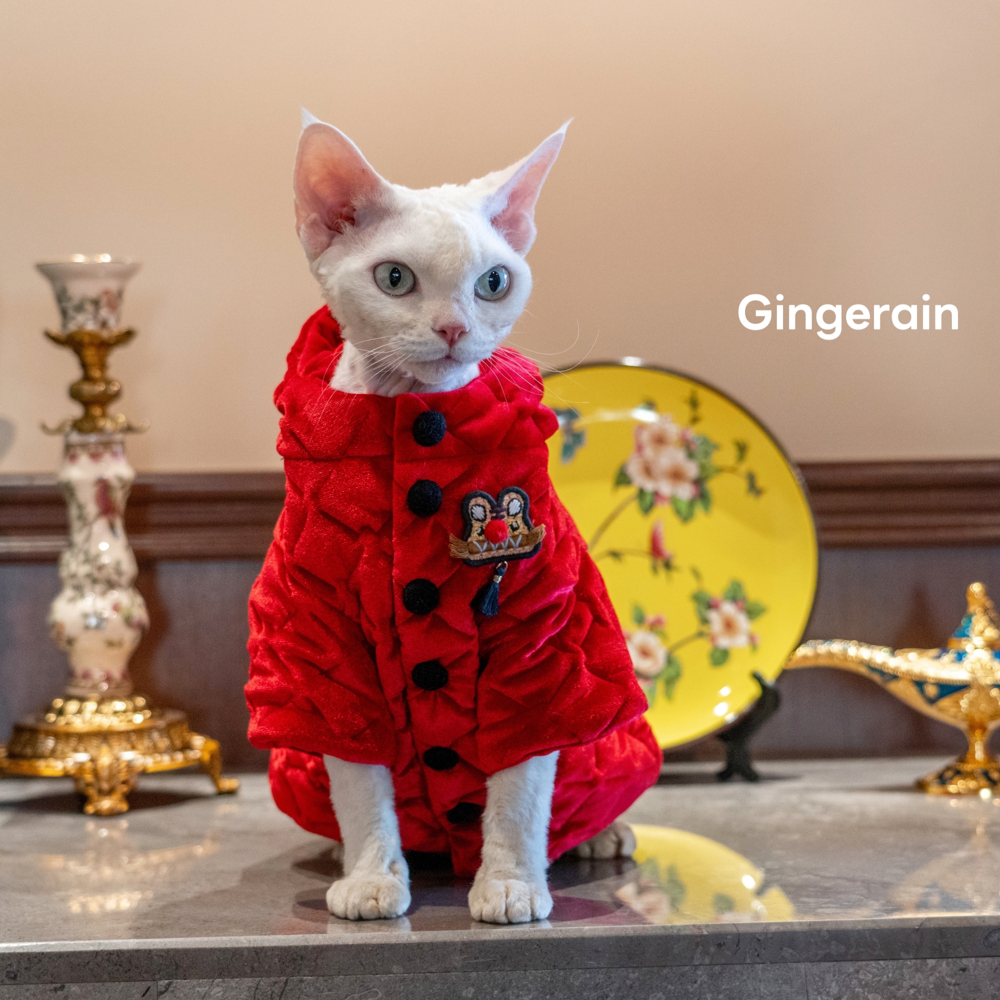 GINGERAIN 过年回家穿新年棉袄棉衣德文猫衣服无毛猫冬季保暖外套
