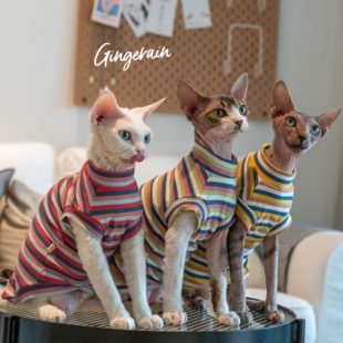 GINGERAIN 无毛猫衣服斯芬克斯德文弹力纯棉条纹多色背心