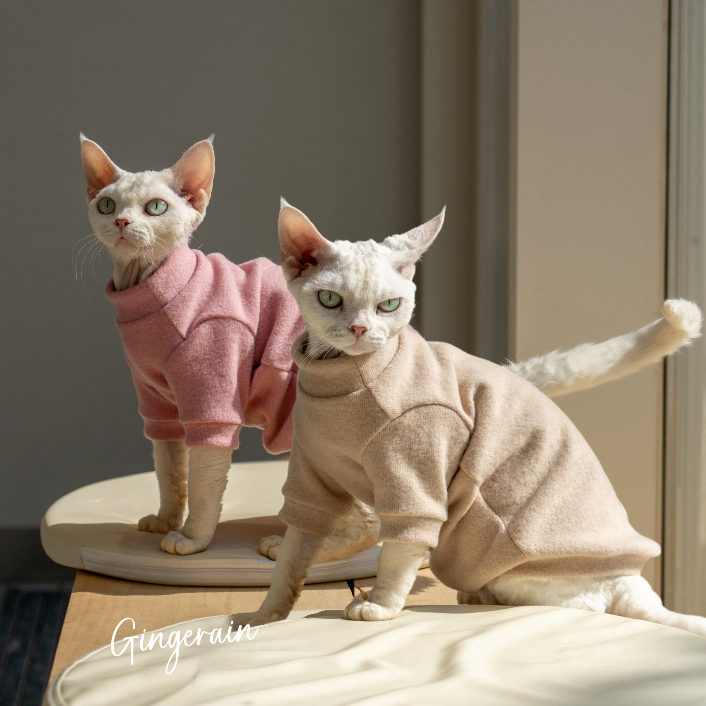 GINGERAIN 素色打底衫德文猫衣服无毛猫圆袖打底衫空调服