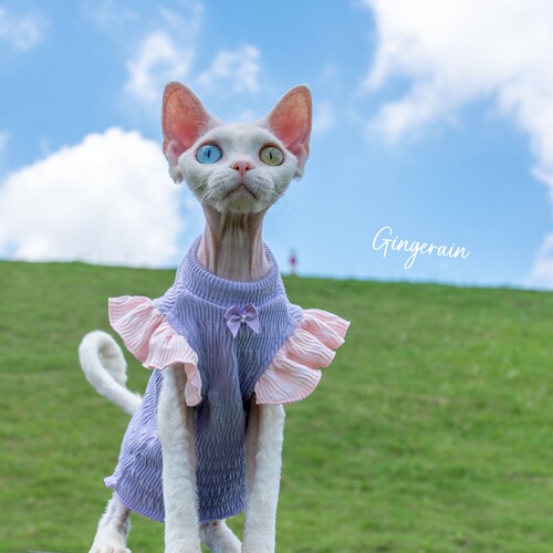 GINGERAIN 木耳边T恤德文衣服无毛猫棉质飞飞袖上衣娃娃衫背心