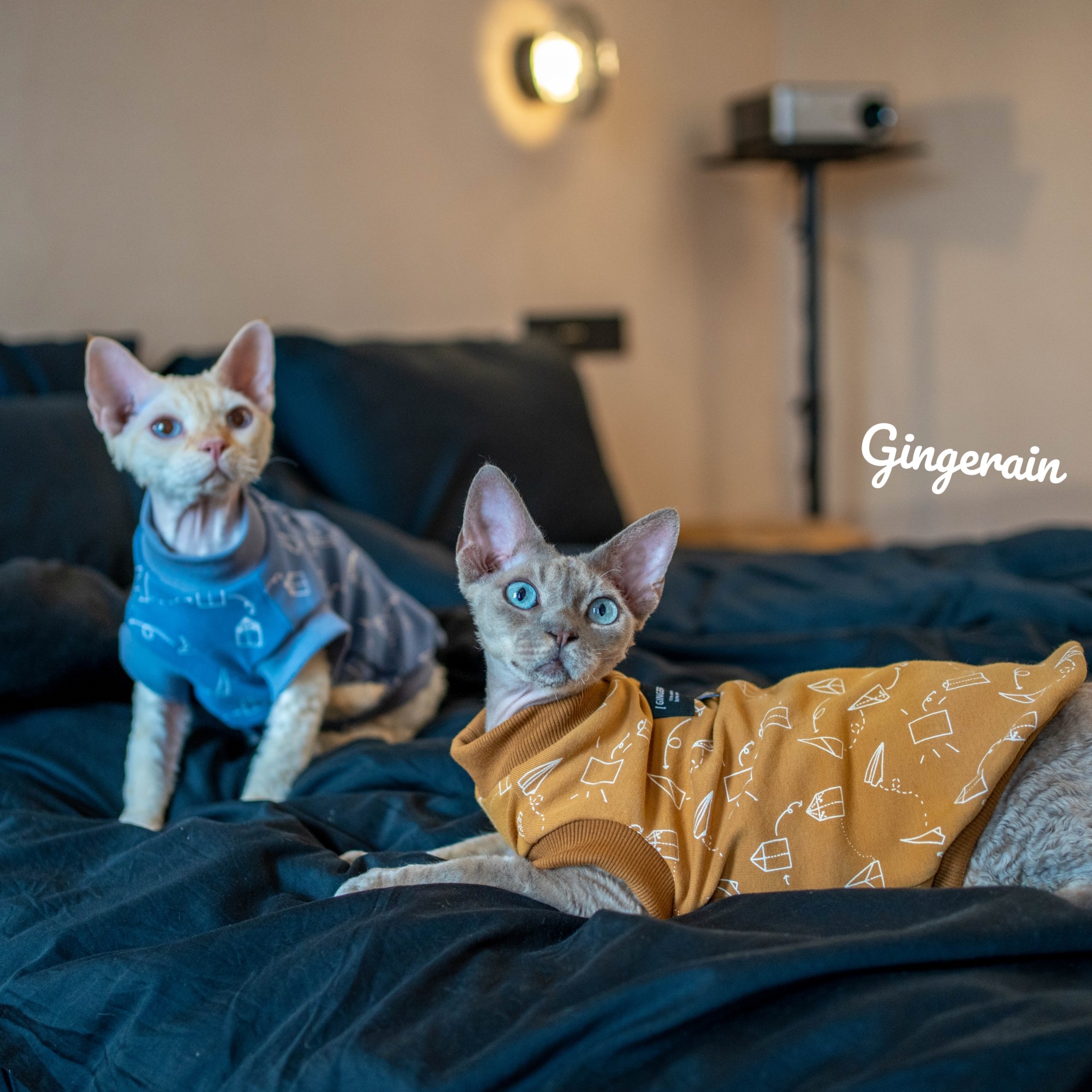 GINGERAIN 出口A类婴儿棉保暖德文猫衣服无毛猫磨毛卡通印花背心,宠物/宠物食品及用品,猫宠物服装/雨衣（新）,淘宝优惠券,粉丝福利购,淘宝优惠卷