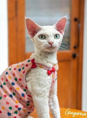 GINGERAIN 德文猫衣服无毛猫吊带纯棉坑条舒适弹力护肚蝴蝶结背心