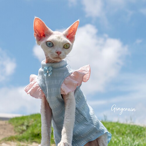 GINGERAIN 木耳边T恤德文衣服无毛猫棉质飞飞袖上衣娃娃衫背心