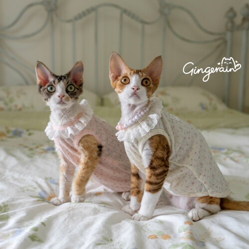 GINGERAIN 无毛猫衣服斯芬克斯德文纯棉透气可爱甜美系娃娃领背心