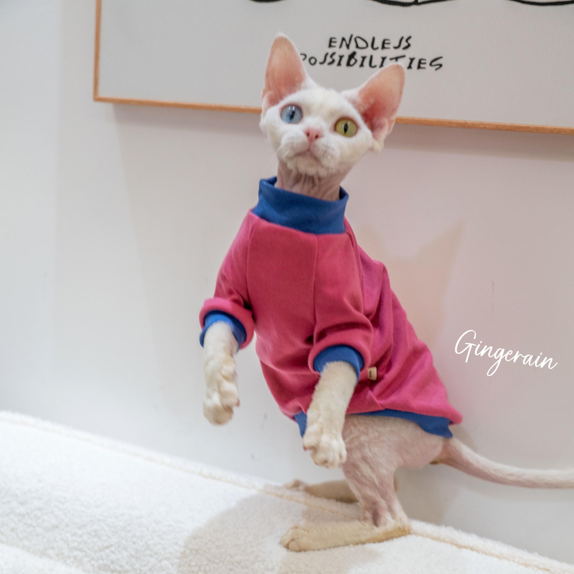 GINGERAIN 面料超级好!夏季打底衫德文猫衣服无毛猫保暖撞色棉T恤
