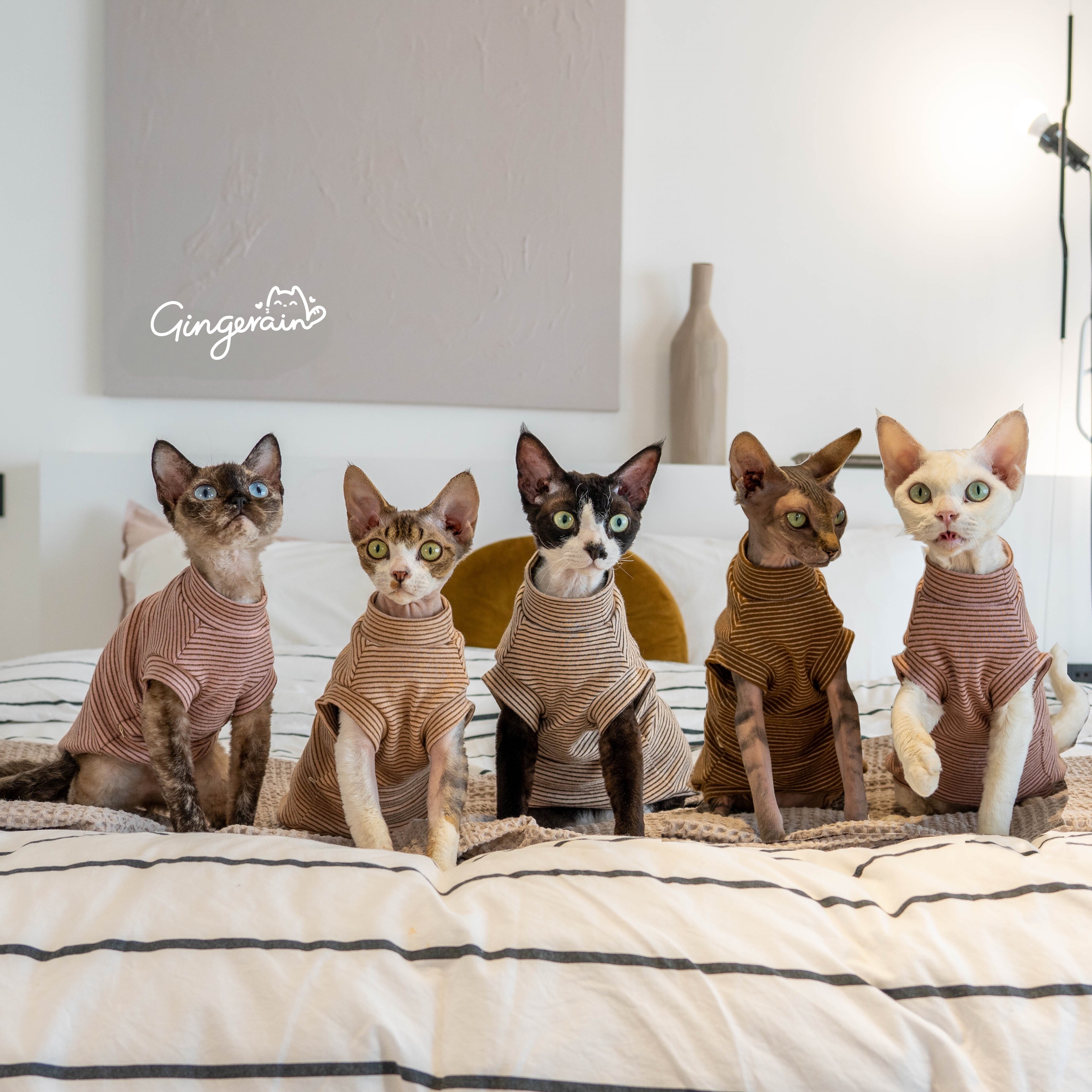 GINGERAIN 德文猫衣服无毛猫背心纯棉磨毛保暖基础款条纹背心
