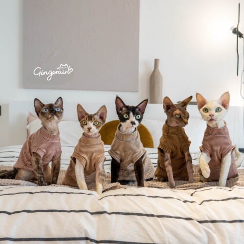 GINGERAIN德文猫猫衣服纯棉背心