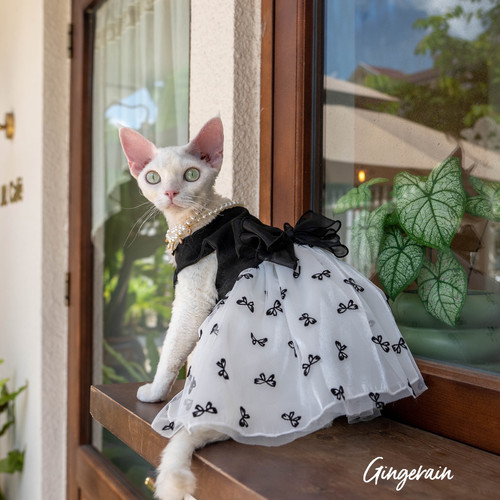 GINGERAIN德文猫衣服仙女背心