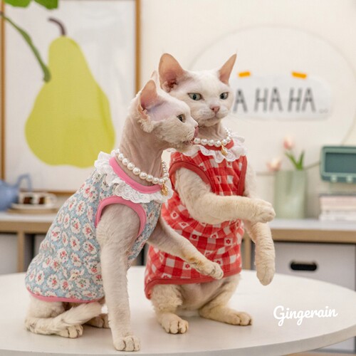 猫咪背心GINGERAIN/布桃子的梦想