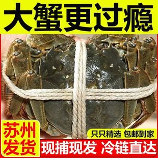 苏州大闸蟹活蟹螃蟹鲜活大闸蟹特大礼盒装 公母湖蟹可全母