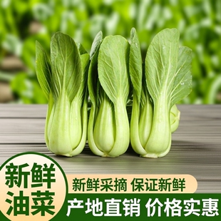 农民自种现摘现发新鲜蔬菜上海青小青菜小油菜小白菜四季 青批发