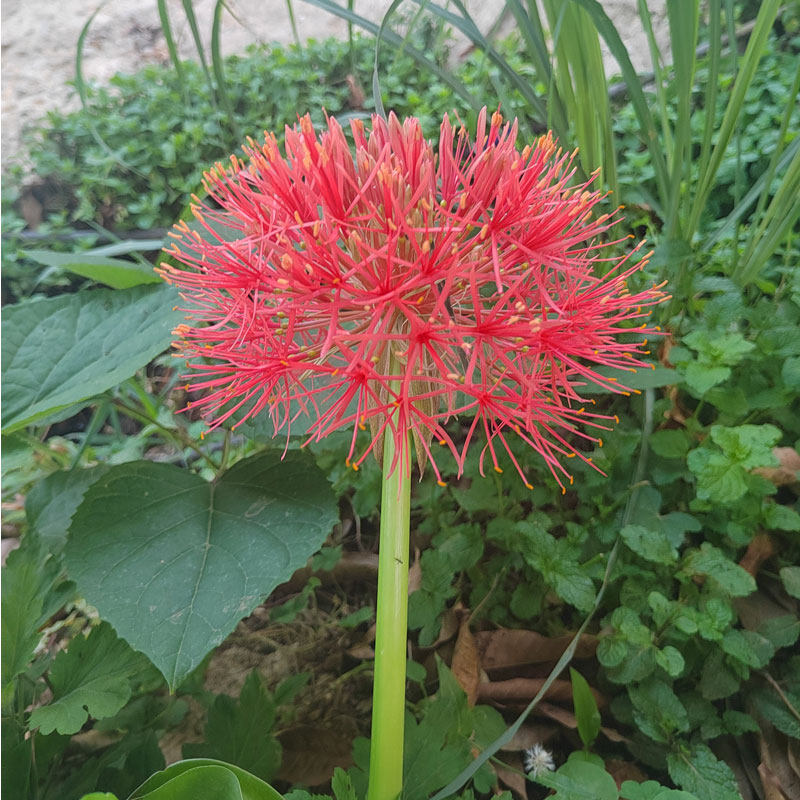 红网绣球花 火球花 红绣球、血百合、网球花 绣球花 阳台庭院盆栽