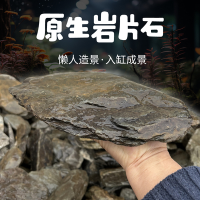 溪流片石古法养鱼造景乌龟晒背