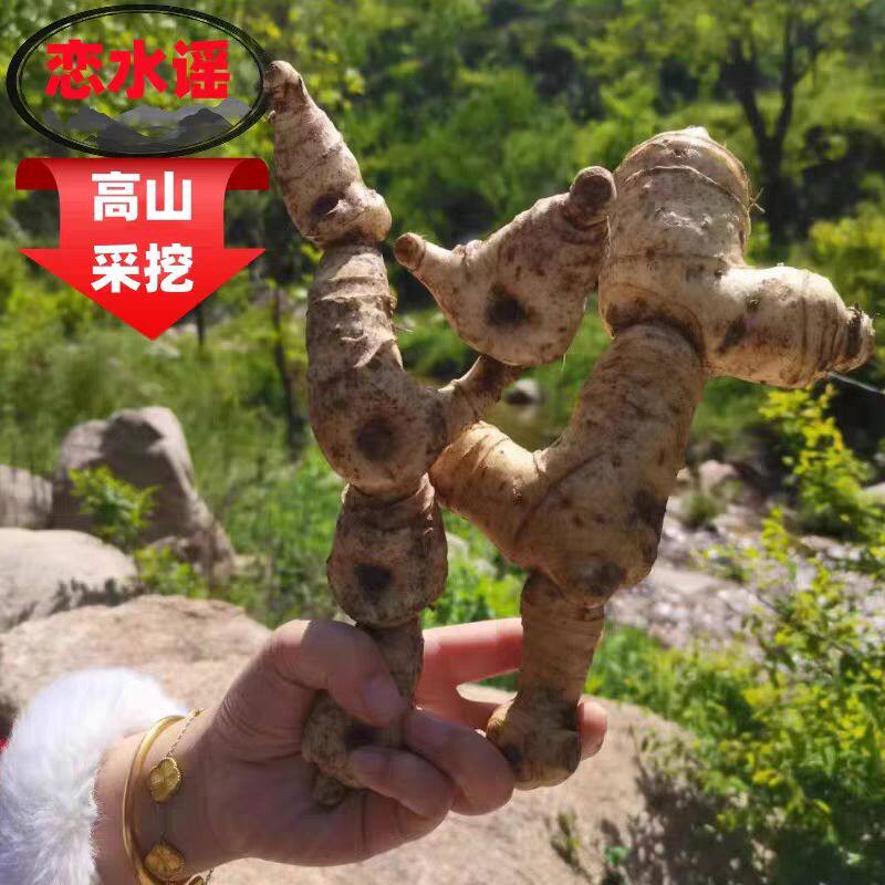 甜黄精新鲜黄精非老虎姜黄精非多花黄精深山采挖野生鸡头甜黄精图片