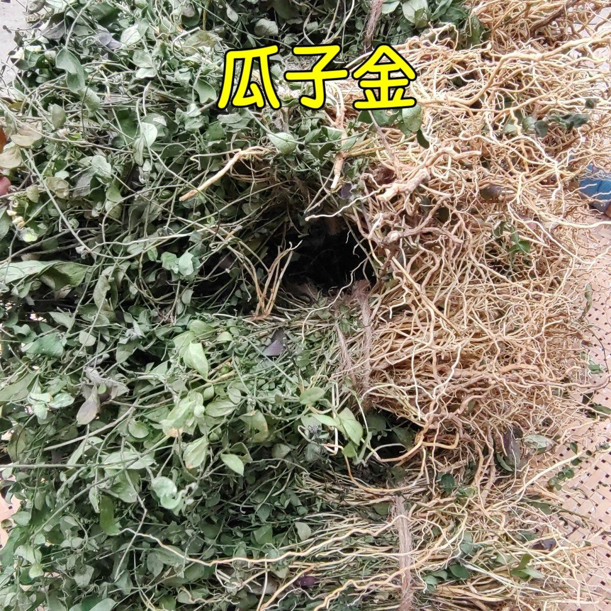 来马回 野生瓜子金草干品勒马回辰砂草二月花惊风草野中草药 批发