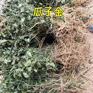 来马回 野生瓜子金草干品勒马回辰砂草二月花惊风草野中草药 批发